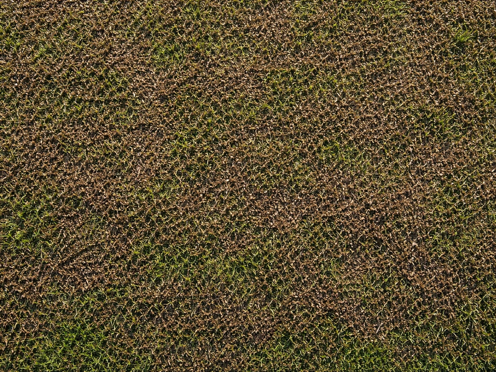 Gazon compost: stap-voor-stap compost doseren in NL